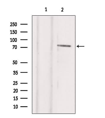 TBX2 Antibody