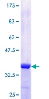 Human NUPL1 Protein (Recombinant GST, N-terminus)