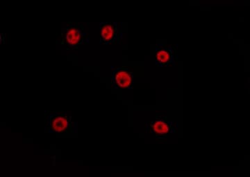 SIX5 Antibody