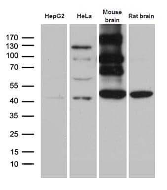 HOMER1 / Homer 1 Antibody (aa1-354, clone OTI3G5)