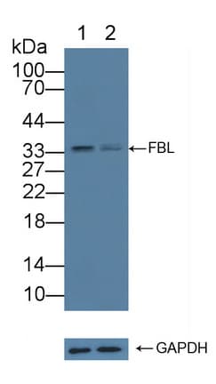 FBL / FIB / Fibrillarin Antibody