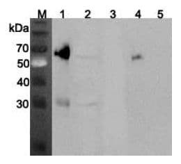 ANGPTL3 Antibody