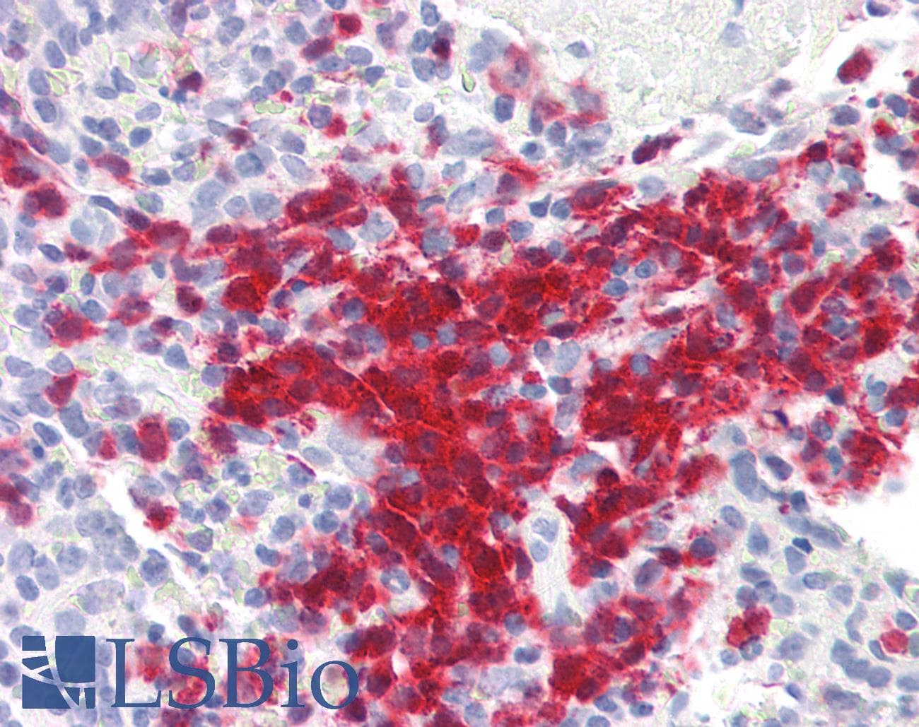 PathPlus™ POU2AF1 / BOB1 Antibody