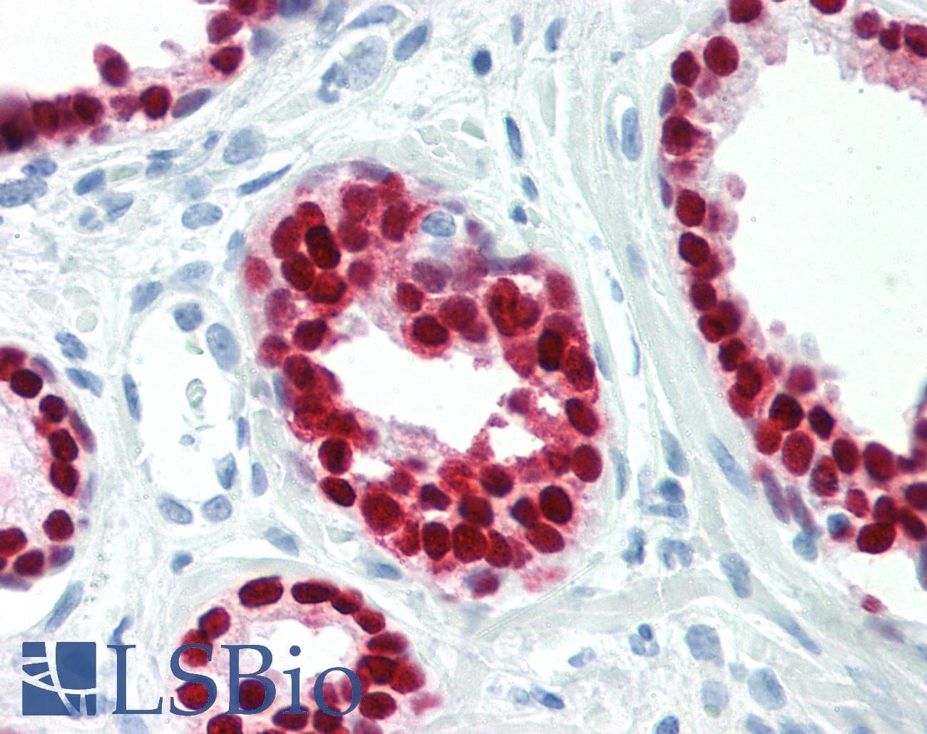 PathPlus™ Monoclonal Mouse anti-Human SOX9 Antibody (IHC, WB)