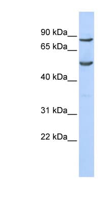 POGK Antibody (C-Terminus)