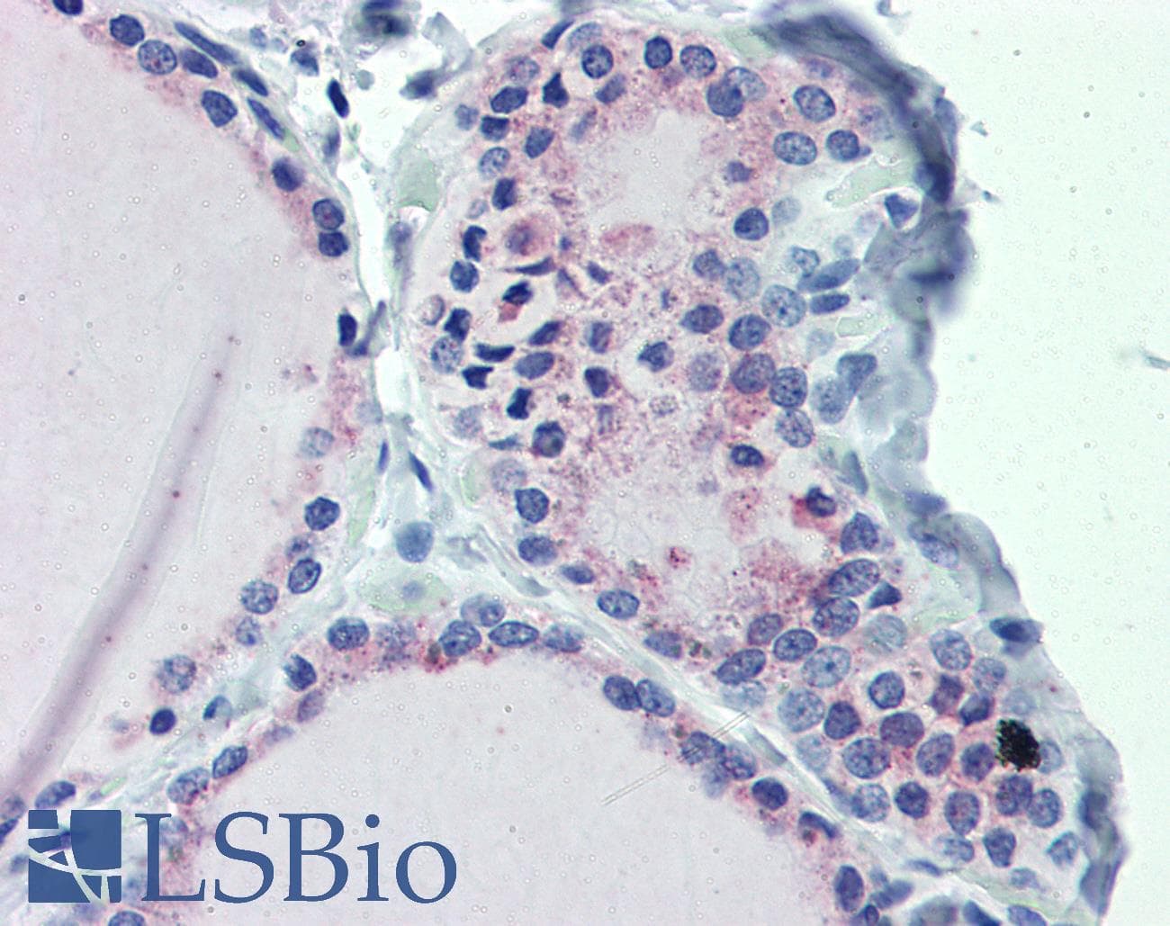 GNAS Antibody (aa36-85)