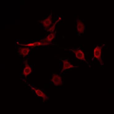 HGH1 / FAM203A Antibody