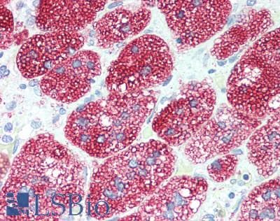 IHC-plus™ PLIN2 / ADFP / Adipophilin Antibody
