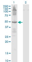 ETF1 / ERF1 Antibody (clone 2H4)