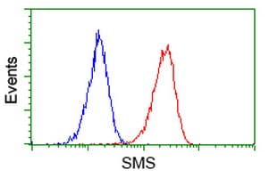 SMS / Spermine Synthase Antibody (clone OTI 1A7)