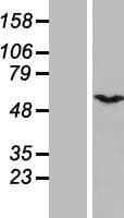 GPS1 / CSN1 Protein (Over-Expression Lysate Myc-DDK (Flag))