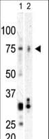 Polyclonal Rabbit anti-Human PLK3 Antibody (aa615-646, WB)