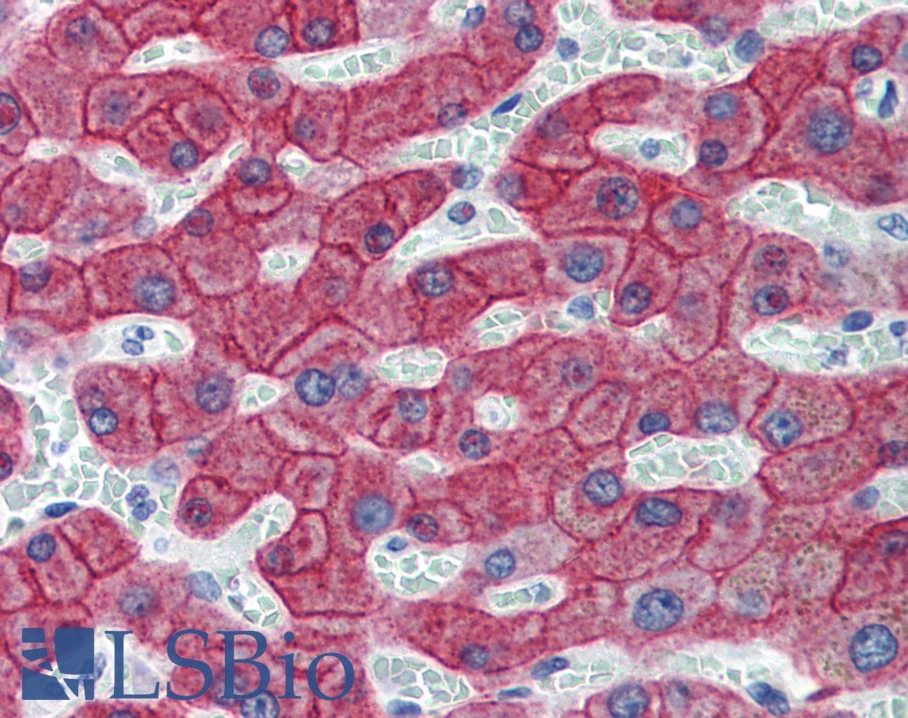 PathPlus™ KRT18 / CK18 / Cytokeratin 18 Antibody (clone C-04)