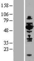 TOM1L1 Protein (Over-Expression Lysate Myc-DDK (Flag))