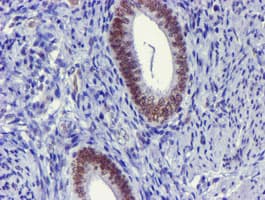 USP7 / HAUSP Antibody (clone OTI3C7, Carrier-free)