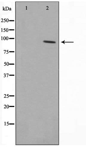 HSP90B1 / GP96 / GRP94 Antibody
