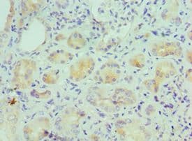 IHC-plus™ Polyclonal Rabbit anti-Human IL9 Antibody (aa19-144, IHC)
