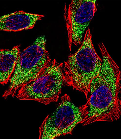 AGR2 Antibody (aa13-42)