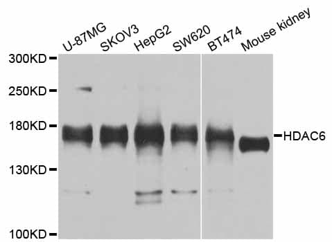 HDAC6 Antibody