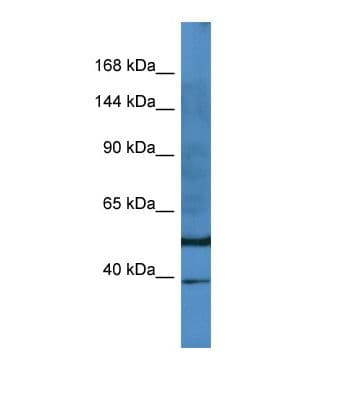 E2F8 Antibody (N-Terminus)