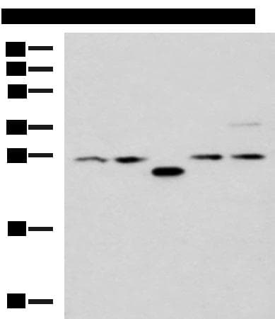 PSMA6 Antibody