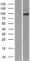 EPB41L1 / 4.1N Protein (Over-Expression Lysate Myc-DDK (Flag))