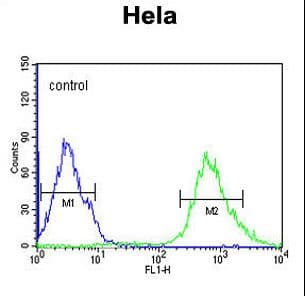 Polyclonal Rabbit anti-Human IPO9 / Importin 9 Antibody (aa79-106, IHC, WB)