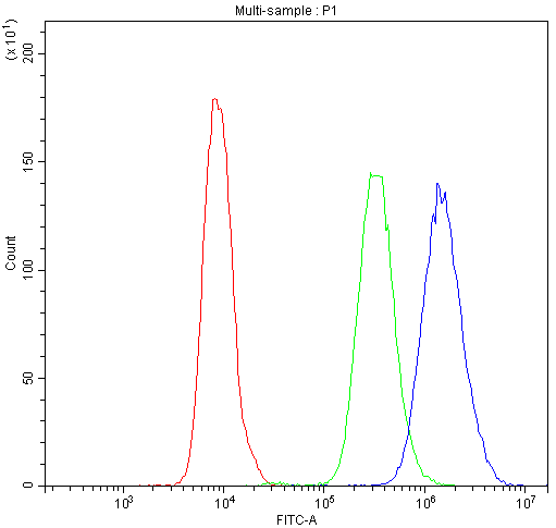 NFAT4 / NFATC3 Antibody