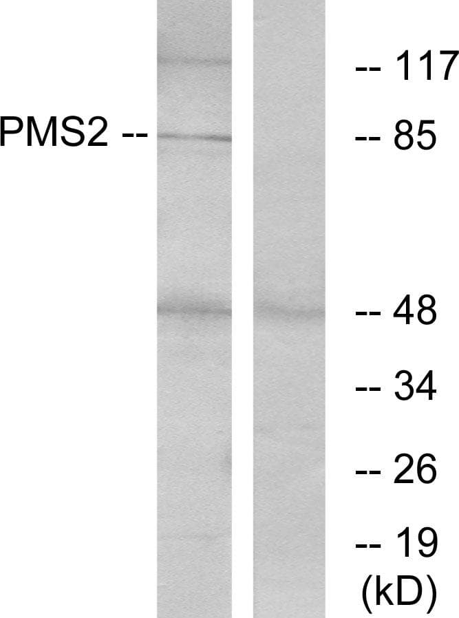 PMS2 Antibody