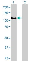 Monoclonal Mouse anti-Human Band 4.1 / EPB41 Antibody (clone 3D9, IF, WB)