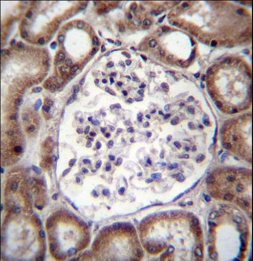 VPS54 Antibody (aa465-491)