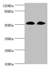 Polyclonal Rabbit anti-Human ZC3HC1 / NIPA Antibody (WB)