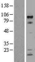 ARNT / HIF-1-Beta Protein (Over-Expression Lysate Myc-DDK (Flag))