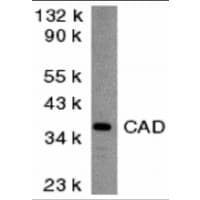 DFFB Antibody