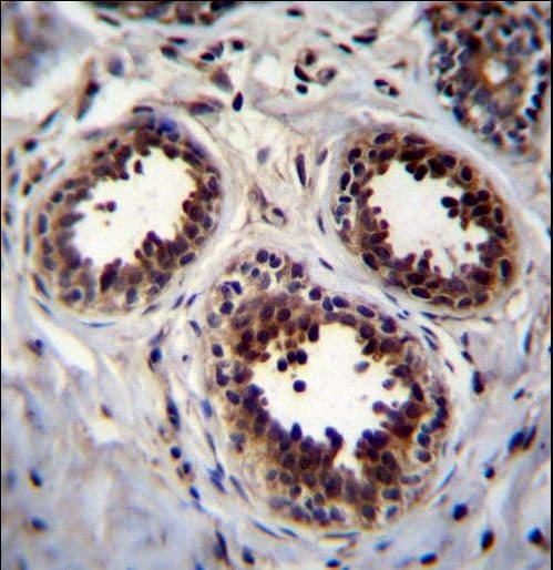 EIF4EBP1 / 4EBP1 Antibody (aa31-61)