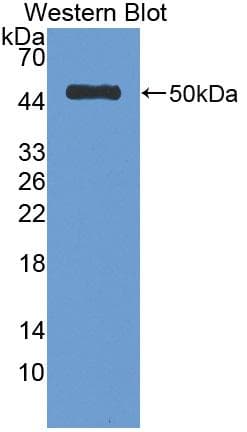 Antithrombin Antibody (aa33-464, PE)