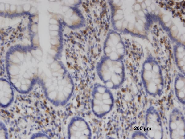 Monoclonal Mouse anti-Human CLINT1 Antibody (clone 1E6, IHC, WB)
