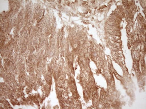 CD40 Antibody (aa21-166, clone OTI1F12)