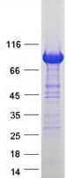 Human VAC14 / TRX Protein (Recombinant Myc-DDK (Flag))