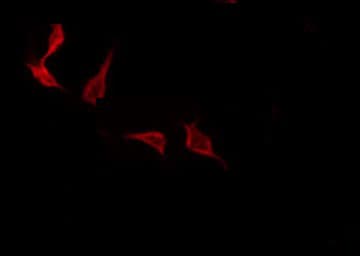 ACSL6 Antibody