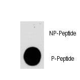 Polyclonal Rabbit anti-Human PIK3CG / PI3K Gamma Antibody (phospho-Ser1100)