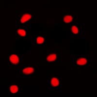 DDIT3 / CHOP Antibody (N-Terminus)
