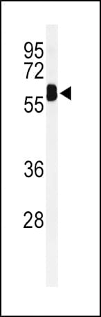EHD3 Antibody (aa22-48)