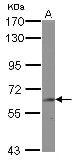 BIN2 Antibody