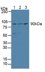 ATF6 Antibody (aa1-377)