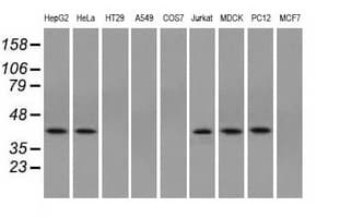 ACAT2 Antibody (clone OTI5C9, Carrier-free)