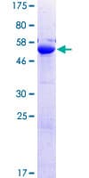 Human PLEKHF2 Protein (Recombinant GST)