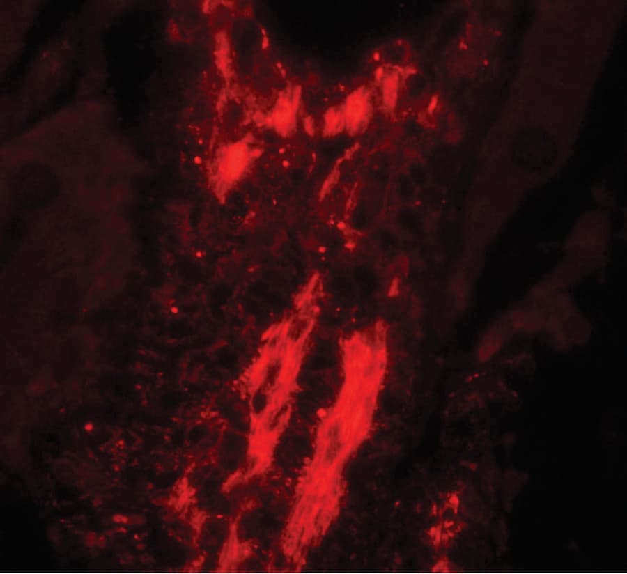 IHC-plus™ VCL / Vinculin Antibody