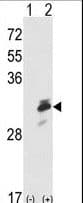 ERP29 Antibody (aa151-179)
