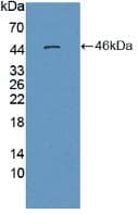 ENO3 / Enolase 3 Antibody (aa1-391)